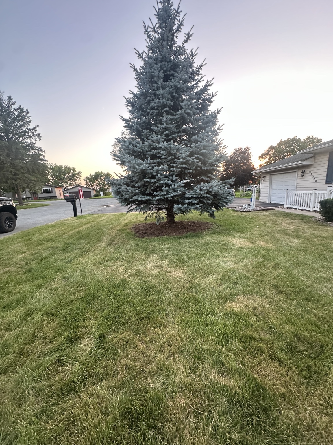 Large blue spruce with a freshly cleaned and mulched tree ring
