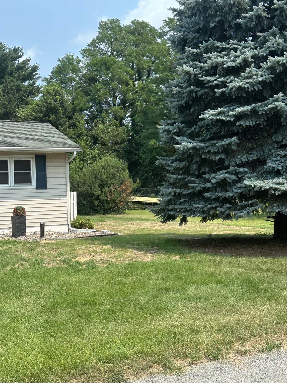 Patchy residential lawn beside a large evergreen before restoration work